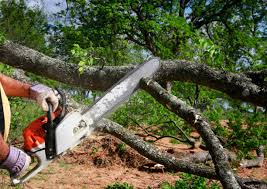 Best Seasonal Cleanup (Spring/Fall)  in Underwood Petersville, AL