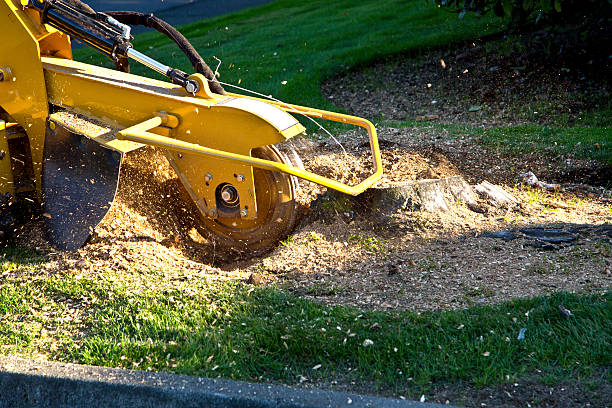 How Our Tree Care Process Works  in  Underwood Petersville, AL
