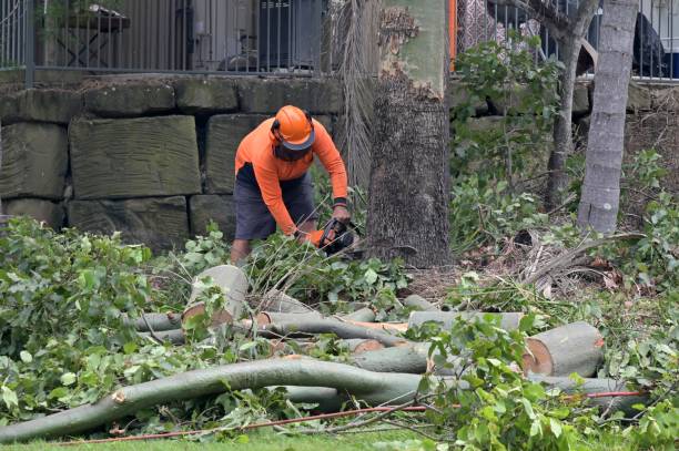 Best Tree Cabling and Bracing  in Underwood Petersville, AL